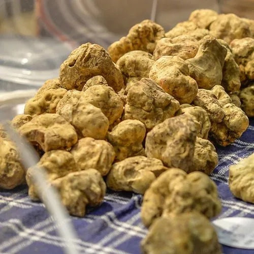 Pile of fresh Italian white truffles (Tuber magnatum pico) on a blue and white checkered cloth at a Piedmontese market