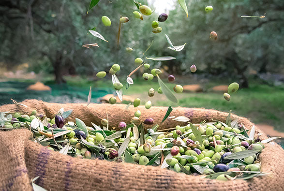 Fresh olives during harvest for extra virgin olive oil production