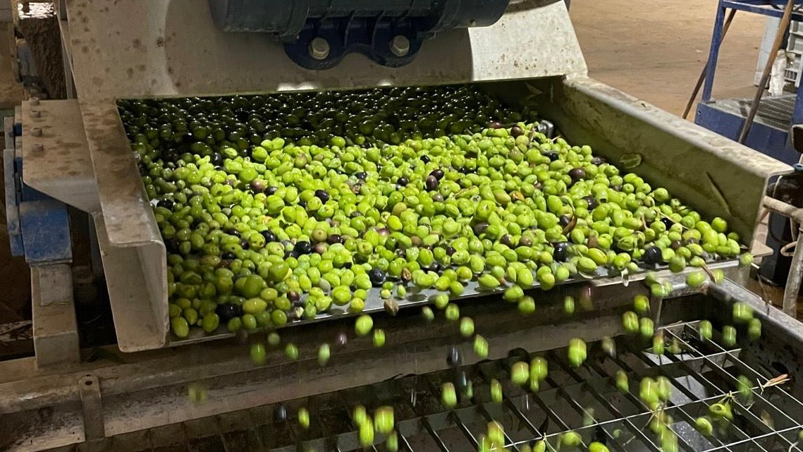 Fresh olives entering the mill during extra virgin olive oil production