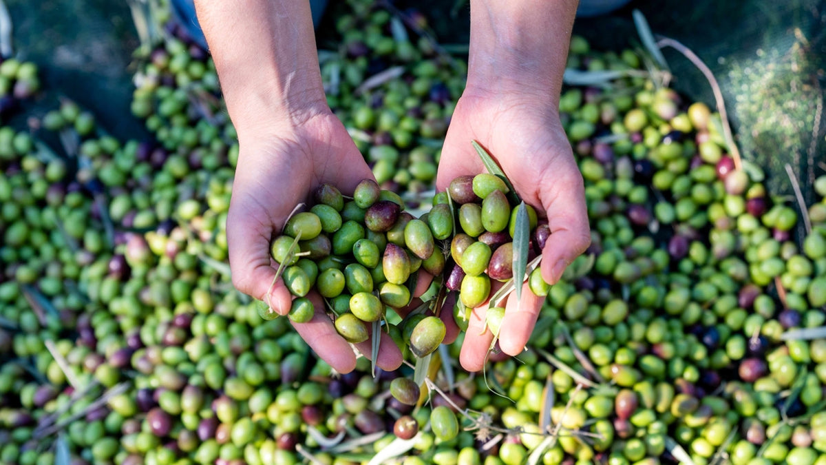 Hands holding freshly harvested Italian olives during the annual olive harvest.