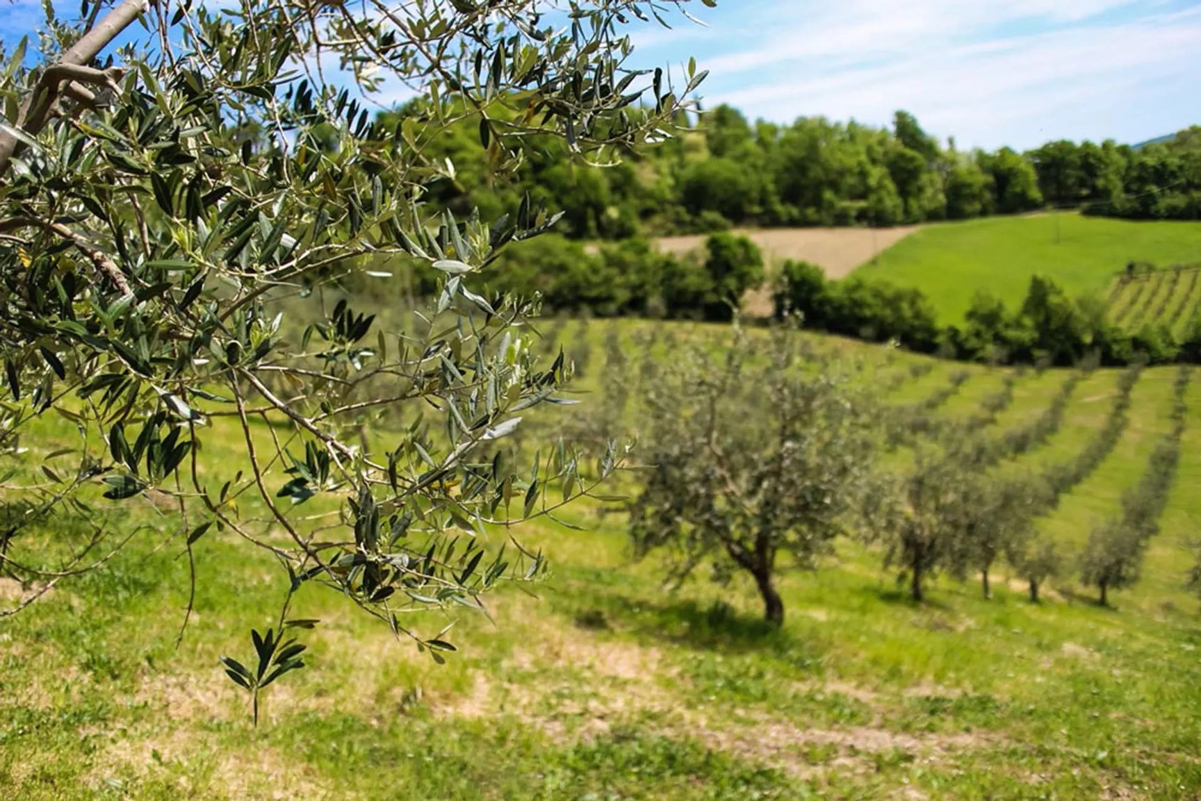 Olive grove on rolling Italian hills