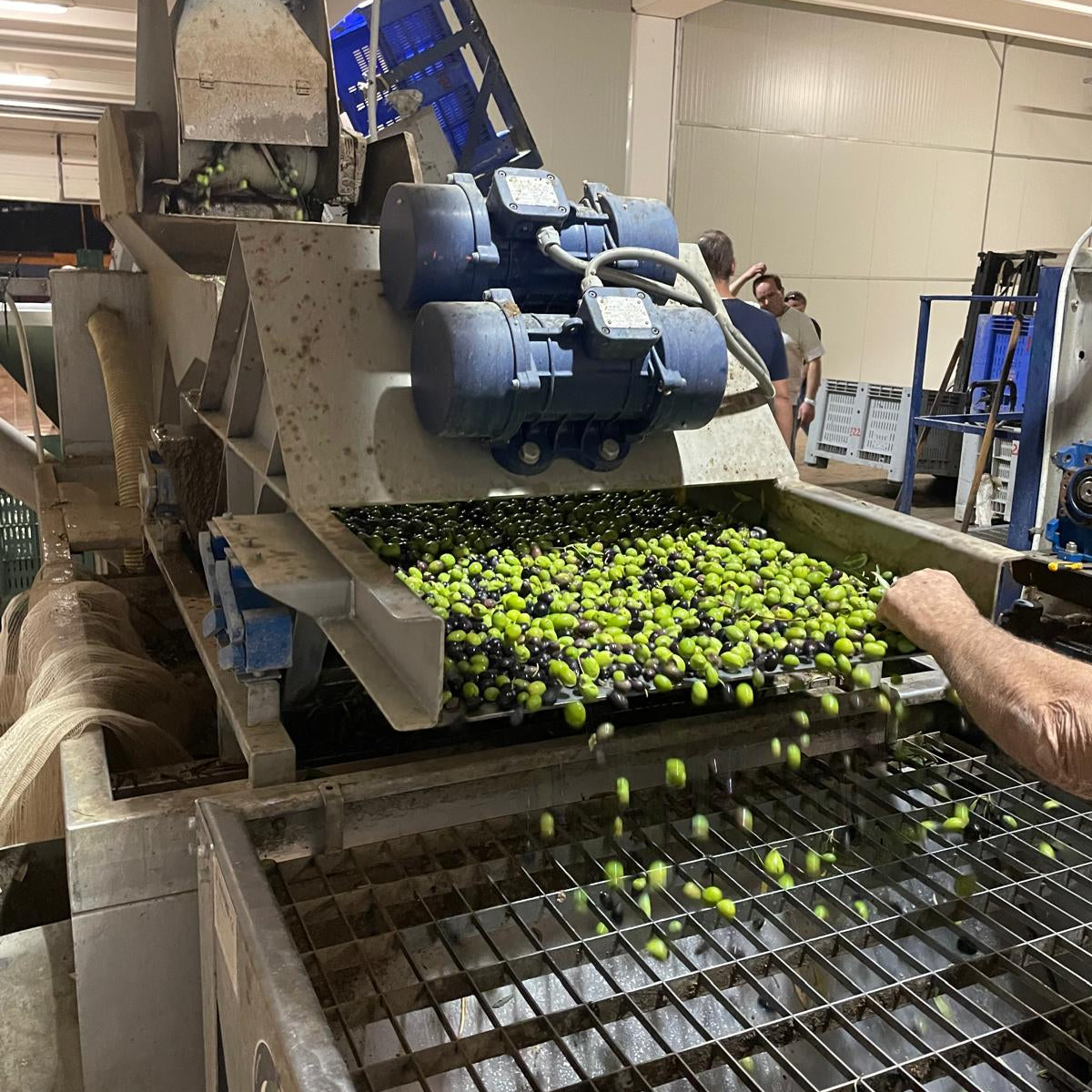 Fresh olives entering a modern olive mill during olive oil production