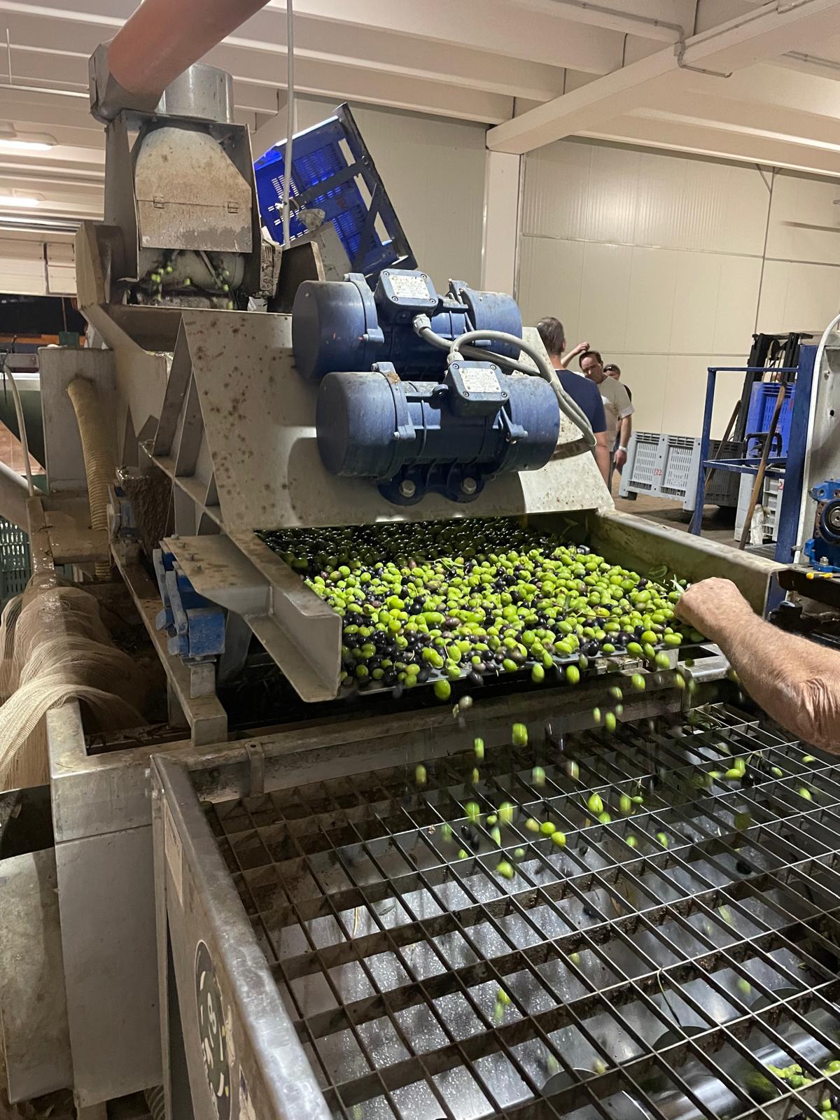 Fresh olives entering a modern olive mill during olive oil production