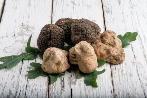 Fresh Italian black truffles (Tuber melanosporum) and white truffles (Tuber magnatum Pico) on oak leaves