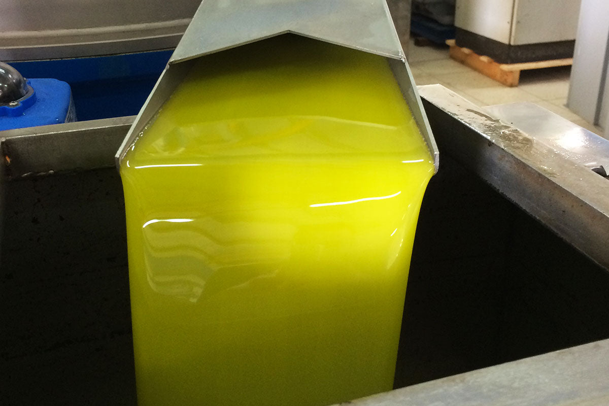 Fresh extra virgin olive oil flowing from milling equipment during production