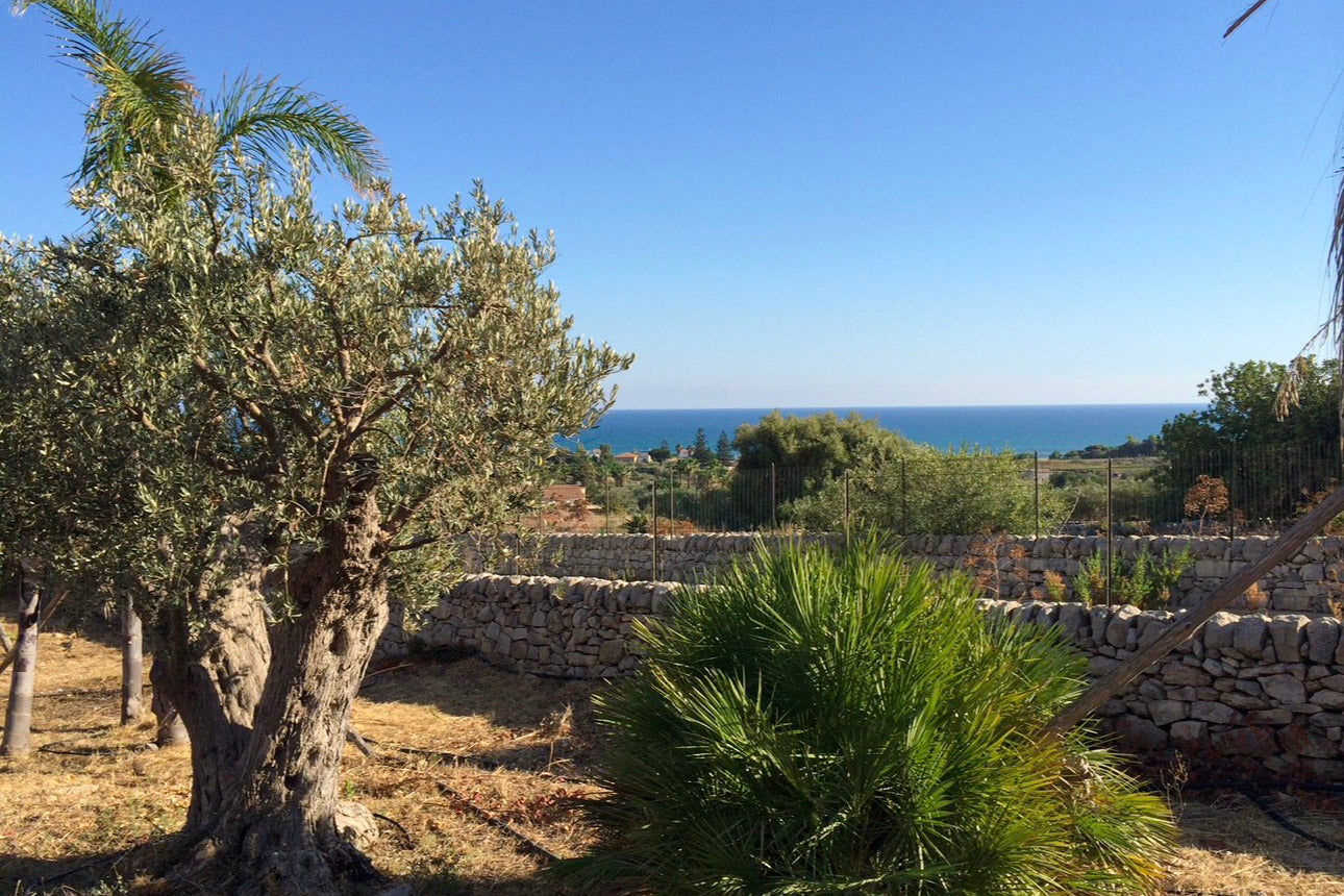 Sicilian olive tree above a dry-stone wall with the Mediterranean sea on the horizon — the geography of southern Italian extra virgin olive oil.