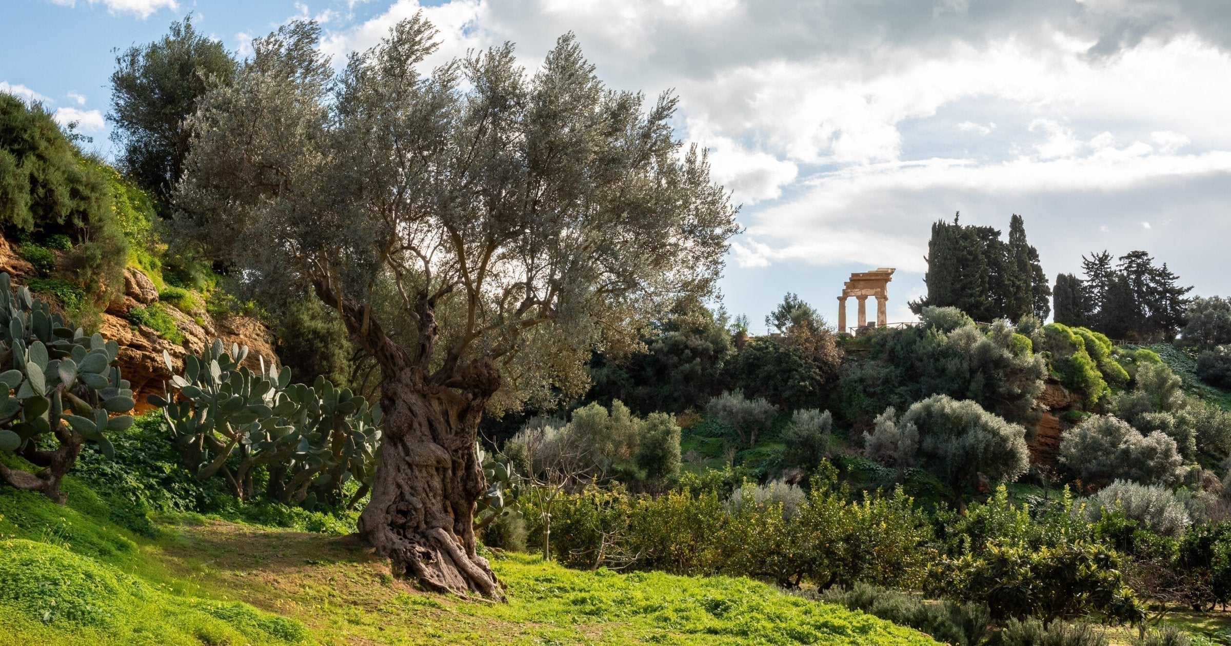 Ancient olive tree in the Giardino della Kolymbethra at the Valley of the Temples, Agrigento, Sicily