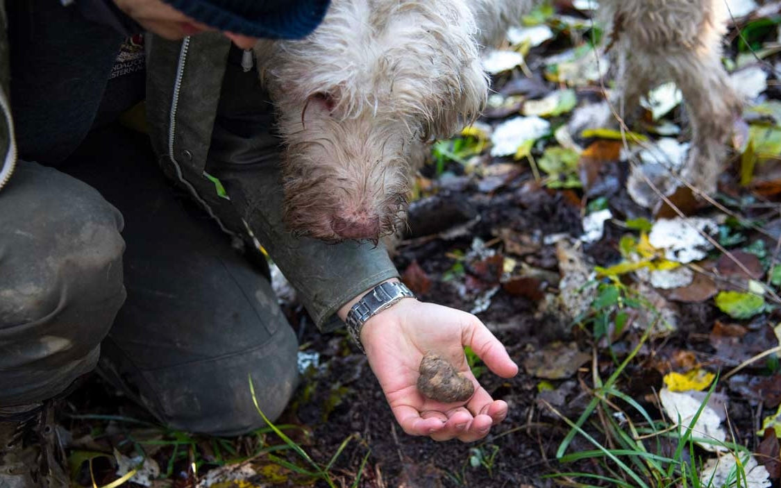 Lagotto Romagnolo during Italian truffle hunting in woodland