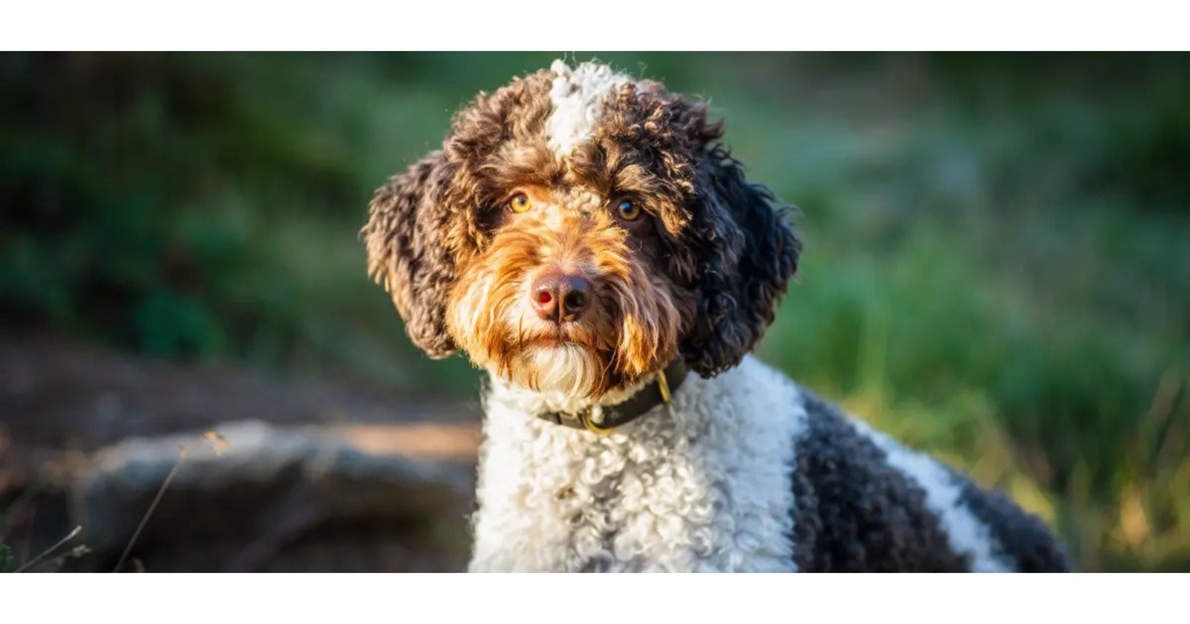 Lagotto Romagnolo, the only dog breed in the world bred specifically for truffle hunting — close-up showing the breed's tight curl coat and classic brown-and-white markings under the FCI breed standard