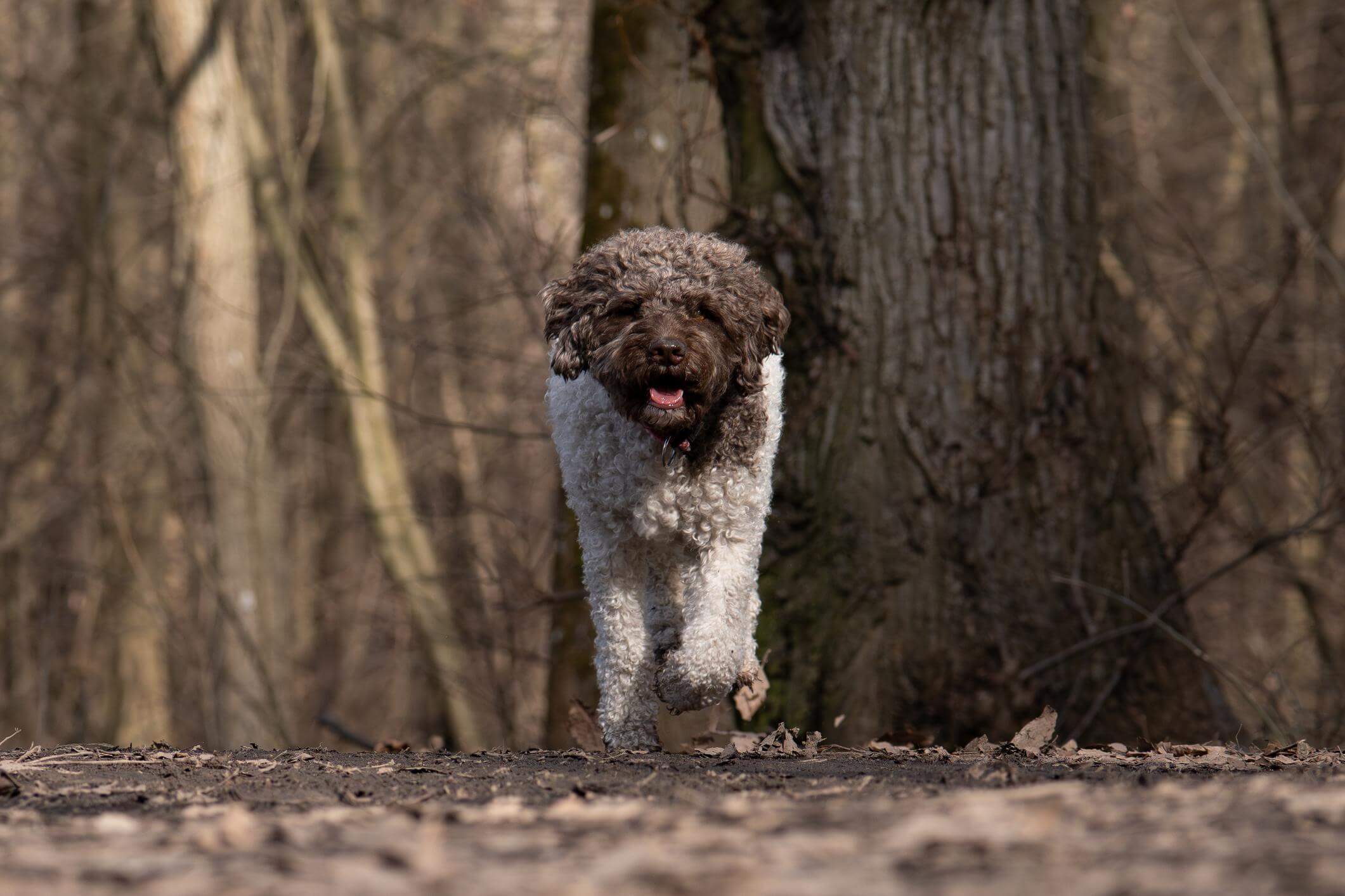 Lagotto Romagnolo dog trained for truffle hunting in Italian forest