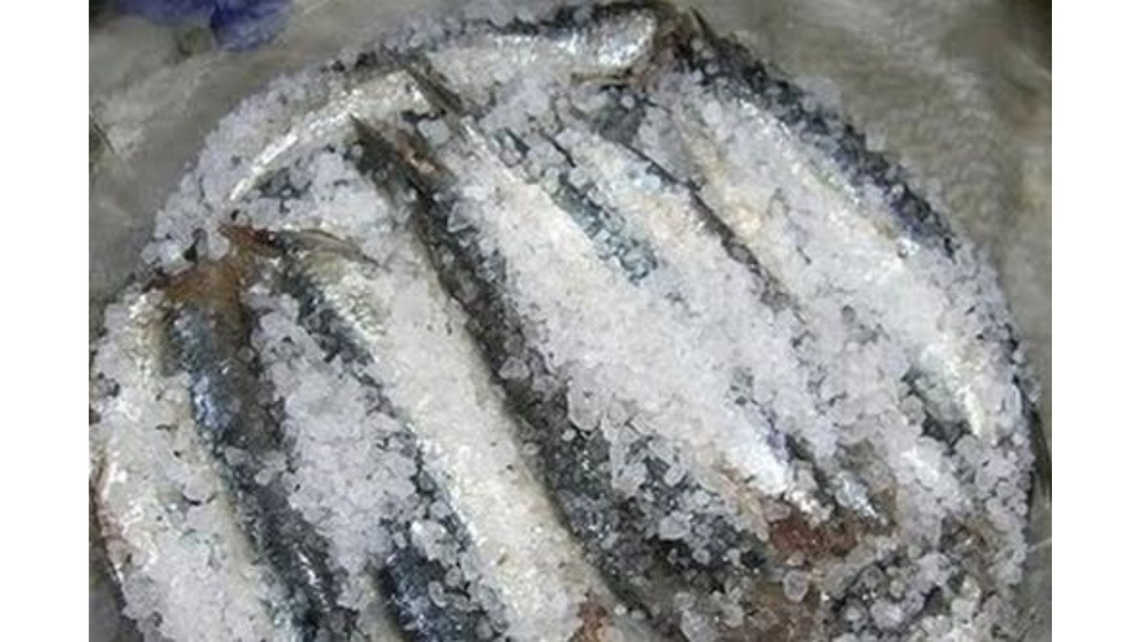 Fish preserved with coarse salt in a Mediterranean preservation system