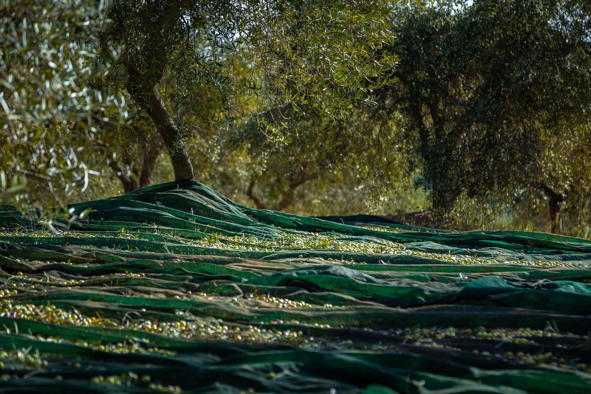 Extra Virgin Olive Oil Guide