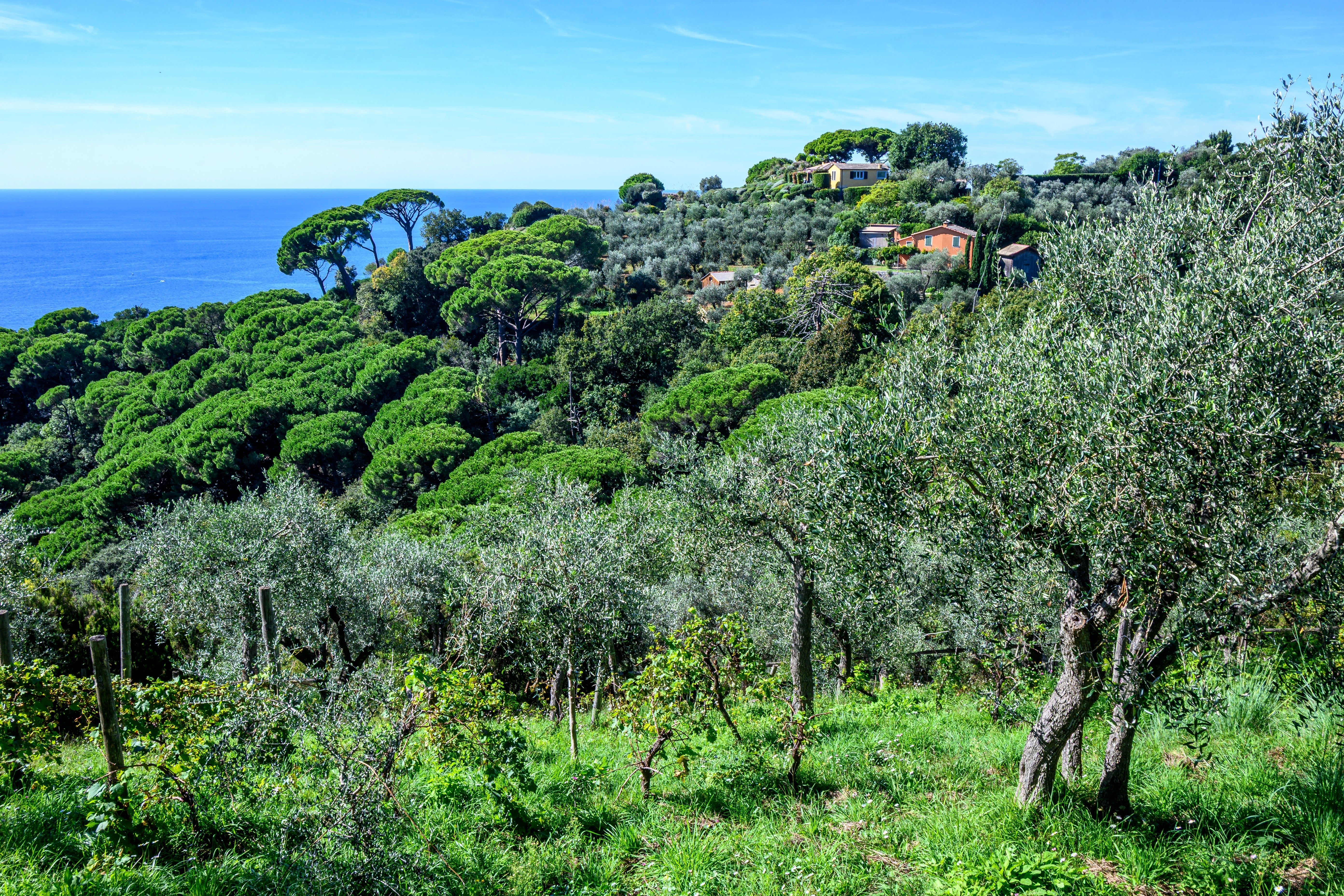 Italian olive grove representing the geographical origin of olive oil