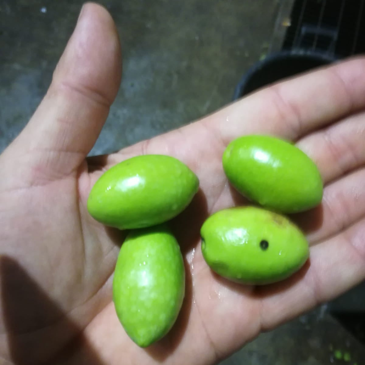 Fresh green Sicilian olives held by hand after harvest