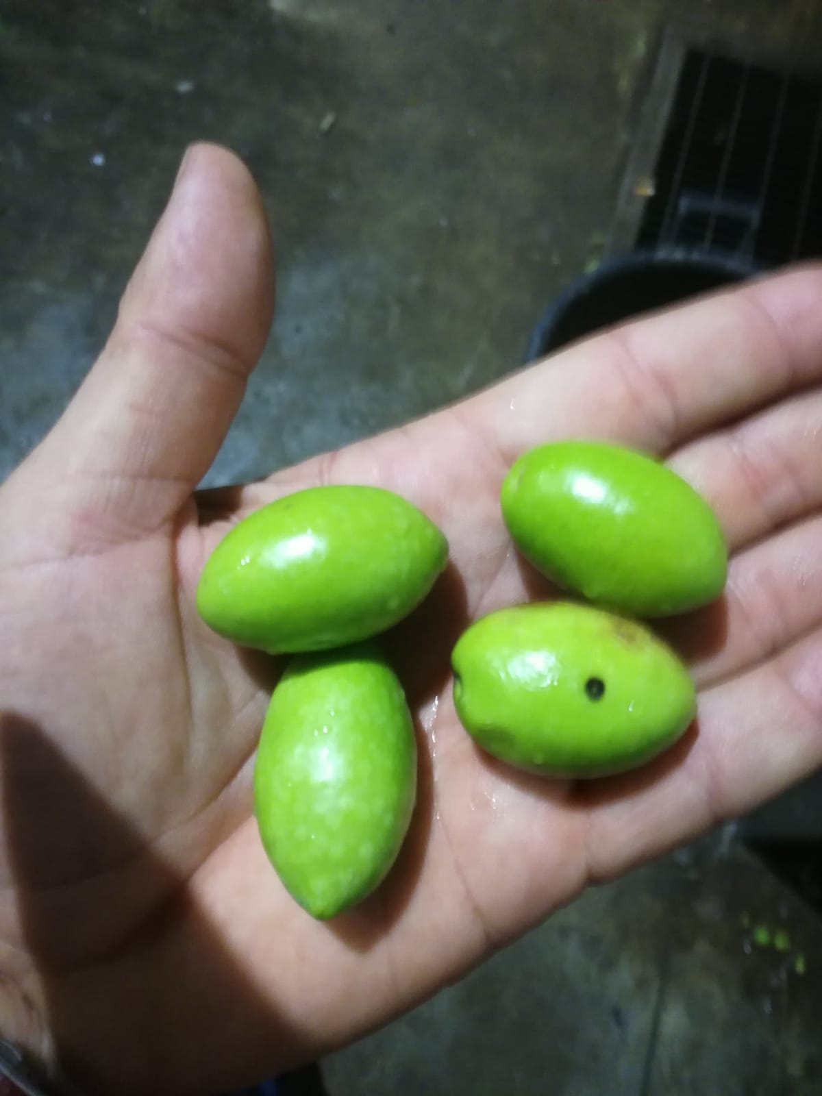 Fresh green Sicilian olives held by hand after harvest