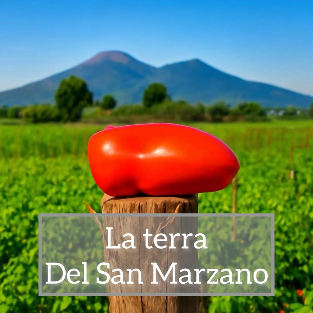 Pomodoro San Marzano dell'Agro Sarnese-Nocerino DOP — a San Marzano tomato in the Campania volcanic plain with Mount Vesuvius in the background, titled "La terra Del San Marzano"