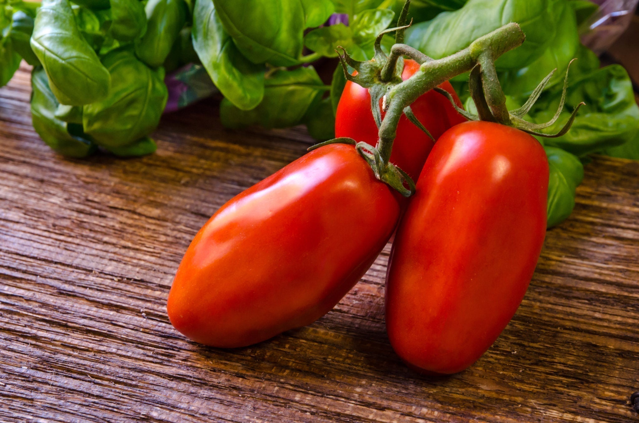 Three San Marzano tomatoes on the vine resting on a wooden kitchen table beside fresh basil — the iconic Italian variety whose origins trace to Mesoamerica before reaching Italy in the 16th century.