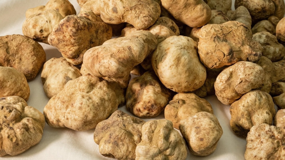 Fresh Italian white truffles showing variation in shape, aroma grade, and exterior condition