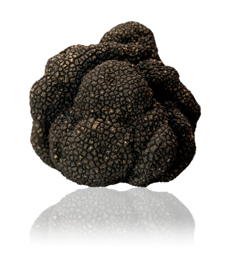 Black_Summer_Truffle