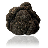 Fresh Summer Truffle (Tuber Aestivum) Italian black truffle