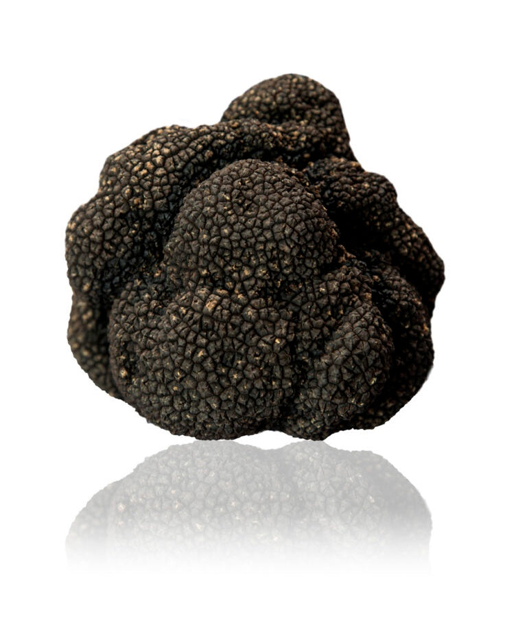 Fresh Summer Truffle (Tuber Aestivum) Italian black truffle