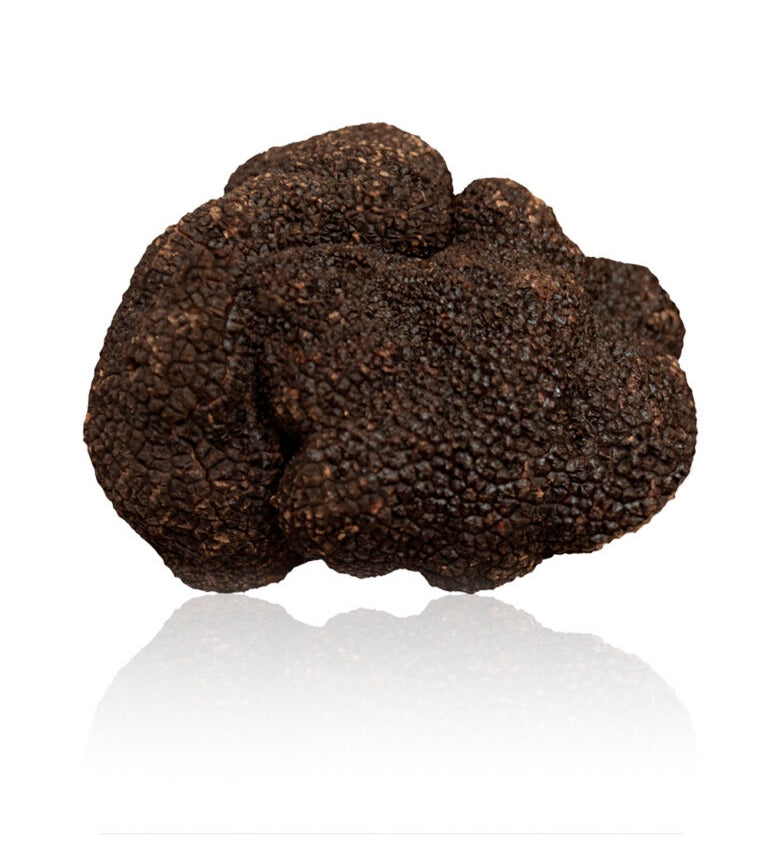 Black Truffle Tuber melanosporum