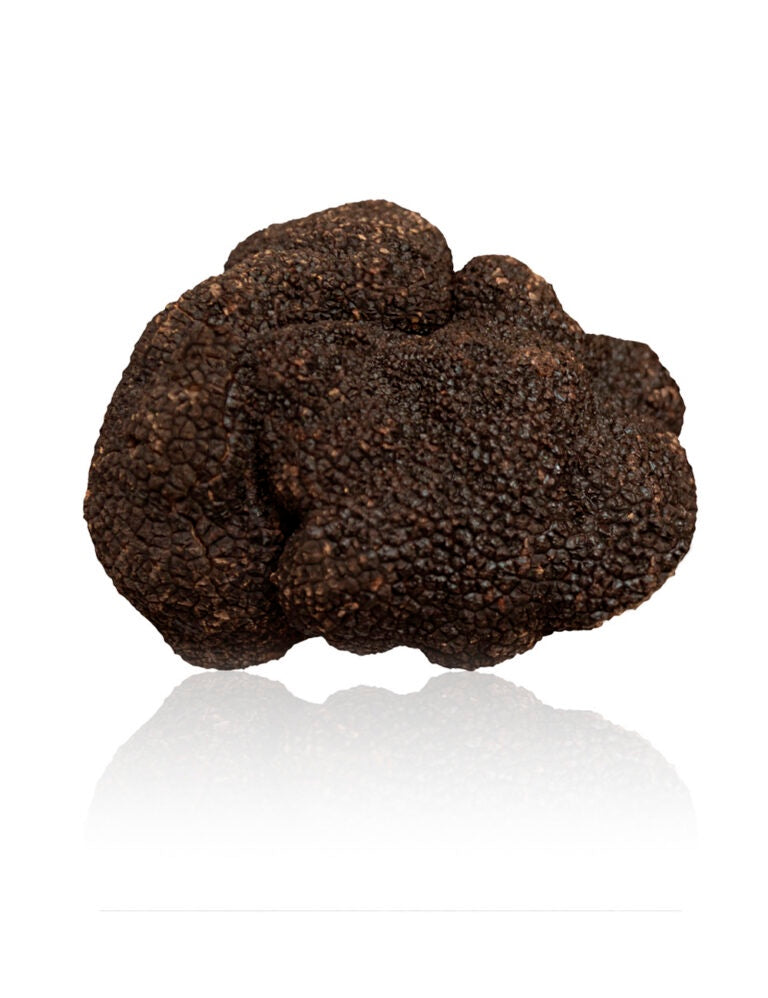 Fresh Black Truffle Tuber Melanosporum Italian truffle — Milan Truffle