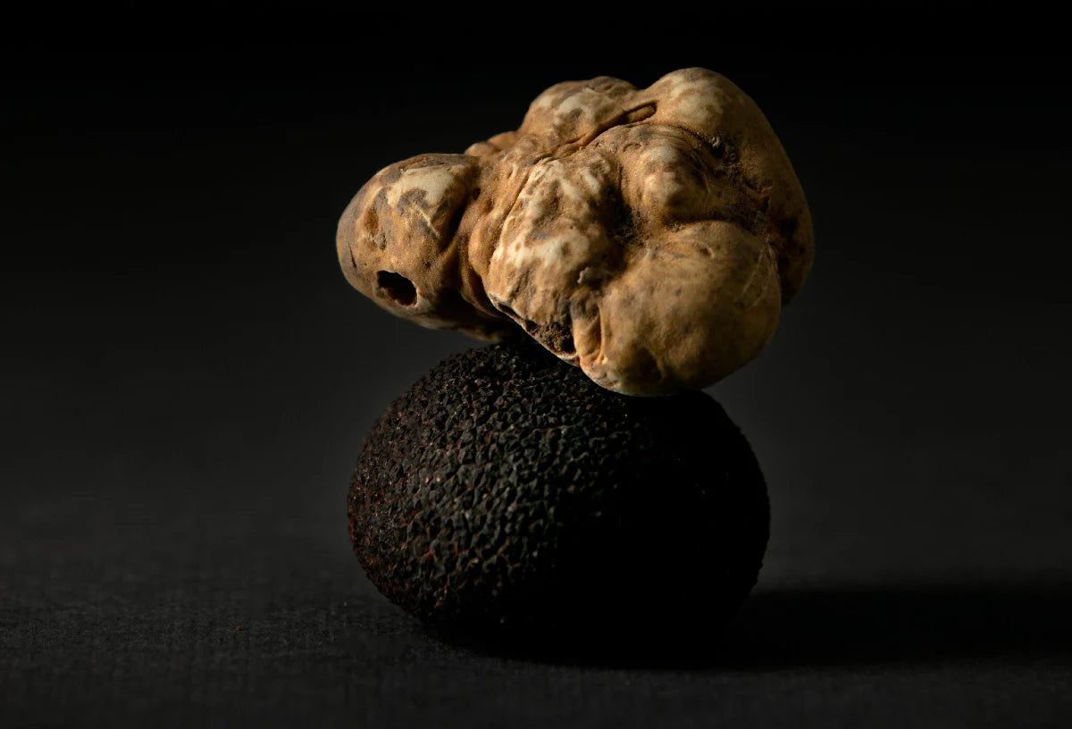 Two fresh truffles on a black reflective surface against a dark background