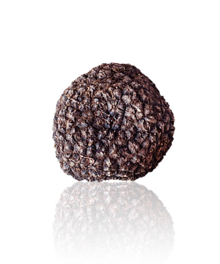 Fresh Autumn Black Truffle Tuber Uncinatum Italian truffle