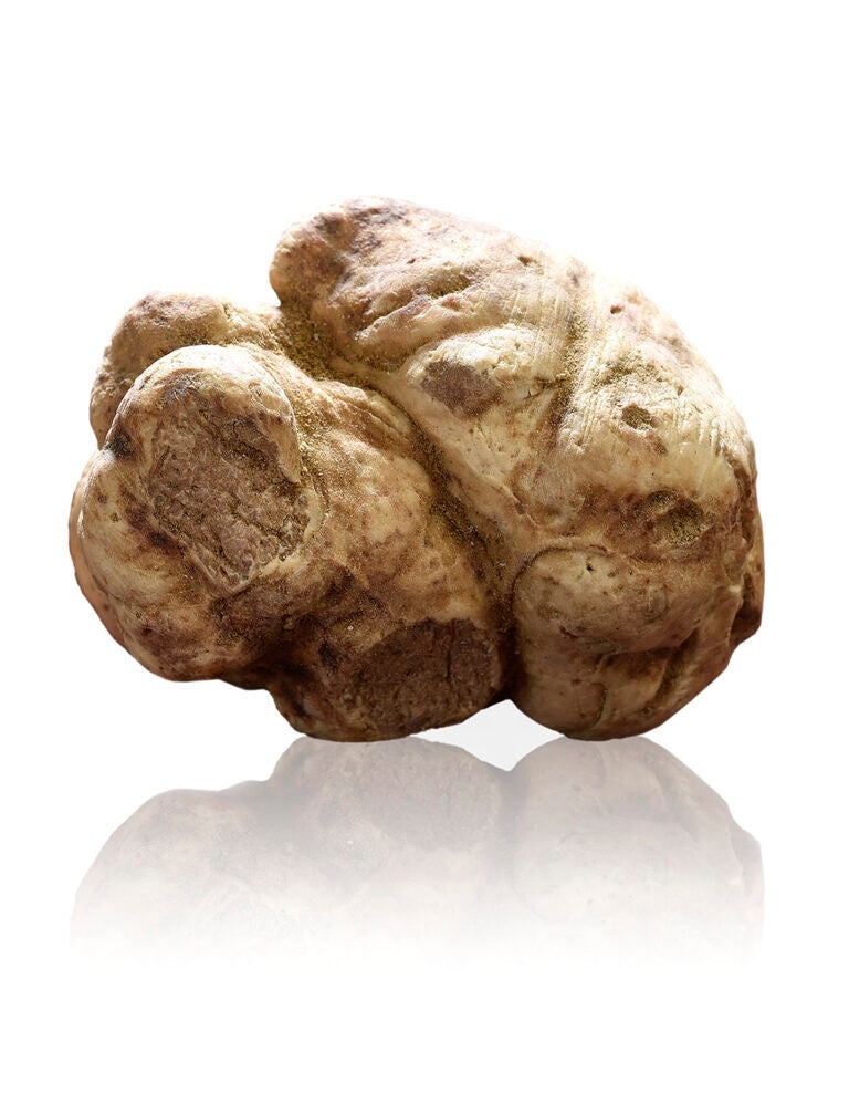 Fresh White Truffle (Tuber Magnatum Pico) Alba Italian truffle