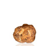 Fresh Bianchetto Truffle (Tuber Borchii) on white background — Milan Truffle