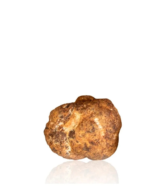 Fresh Bianchetto Truffle (Tuber Borchii) on white background — Milan Truffle