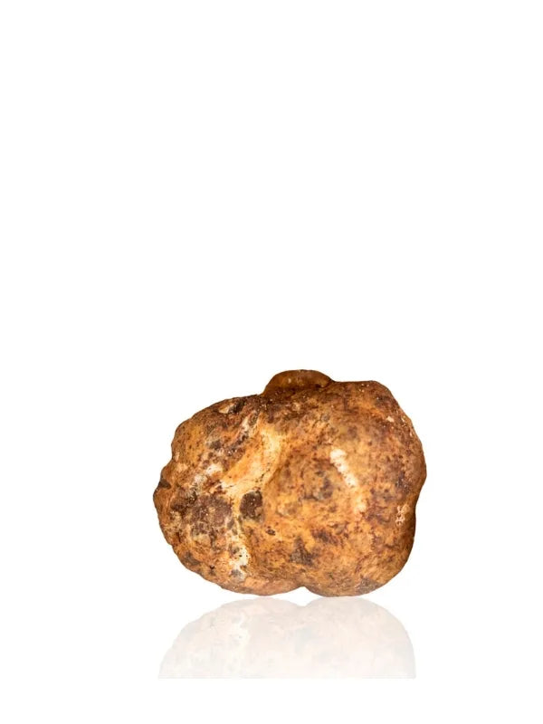 Fresh Bianchetto Truffle (Tuber Borchii) on white background — Milan Truffle