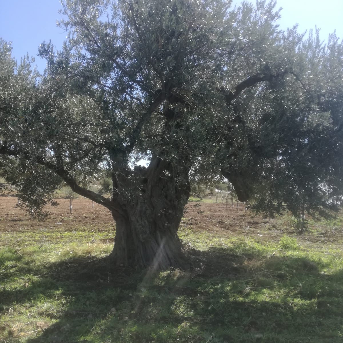 An ancient olive tree with a thick, gnarled trunk and dense green foliage, standing in a grassy field under a blue sky.