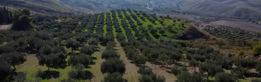 Aerial view of a nocellara del belice olive grove in sicily  with rows of green trees on rolling hills, with dry brown hills in the background.