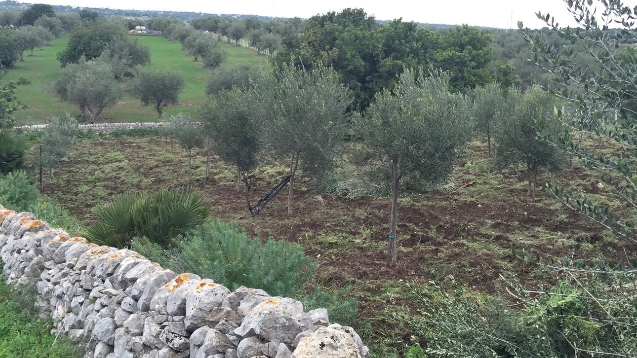Centuries-old dry-stone wall on the Lumia olive farm in Palma di Montechiaro, Sicily