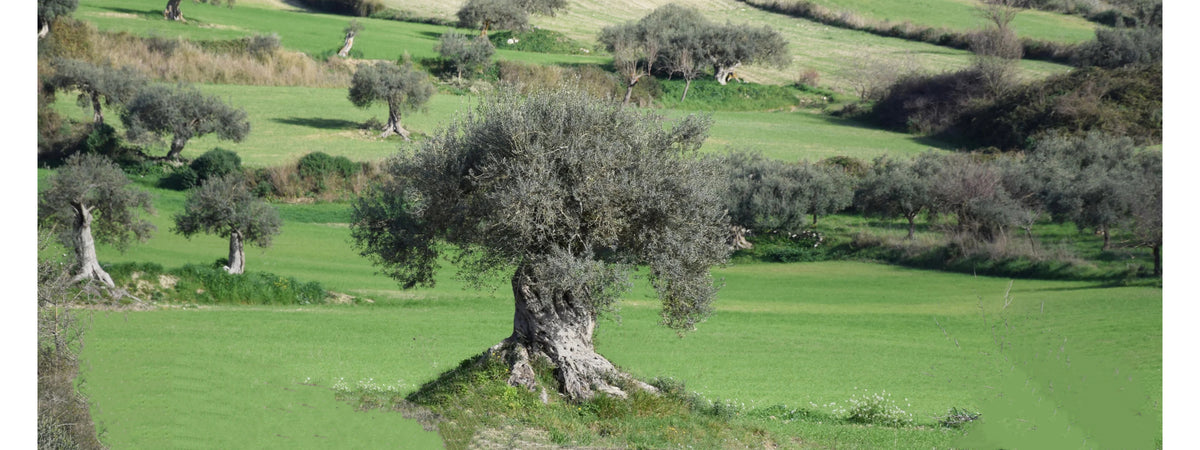 A scenic landscape photograph of rolling green hills dotted with olive trees, featuring a prominent gnarled olive tree in the foreground.