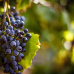 Grapes ripening on the vine in a sunlit vineyard.
