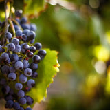 Grapes ripening on the vine in a sunlit vineyard.