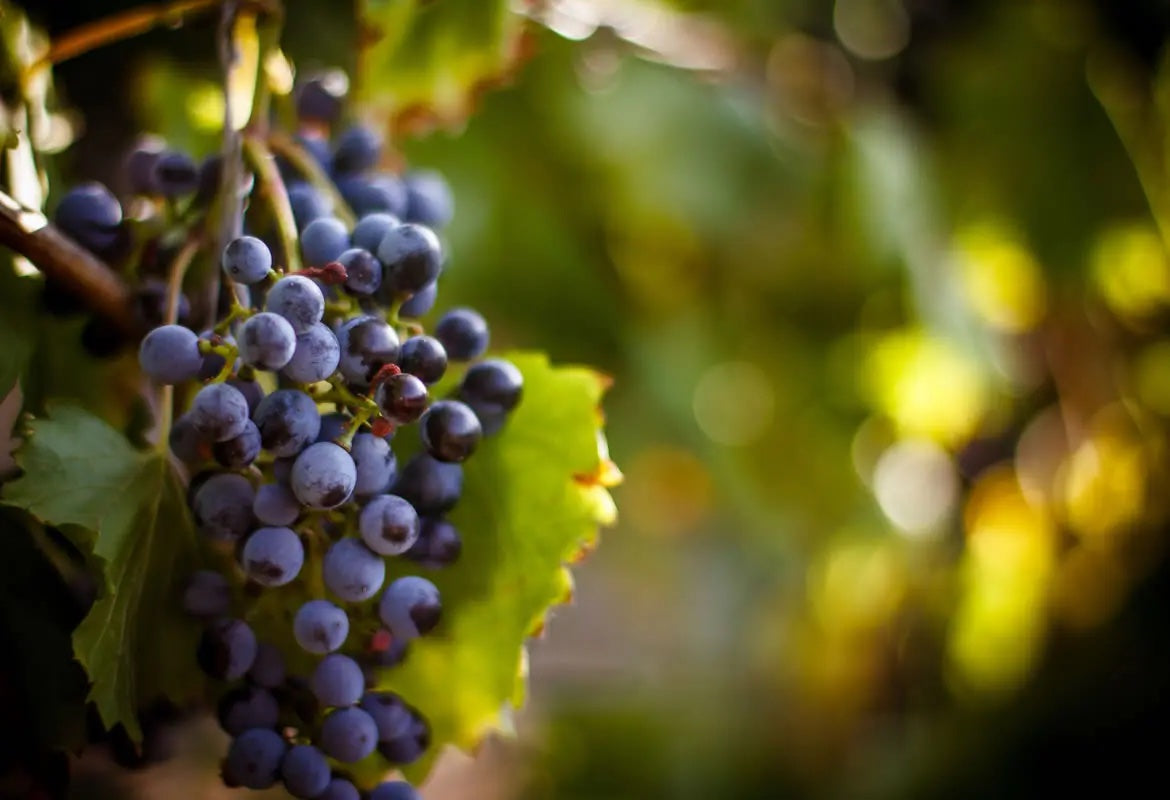 Grapes ripening on the vine in a sunlit vineyard.