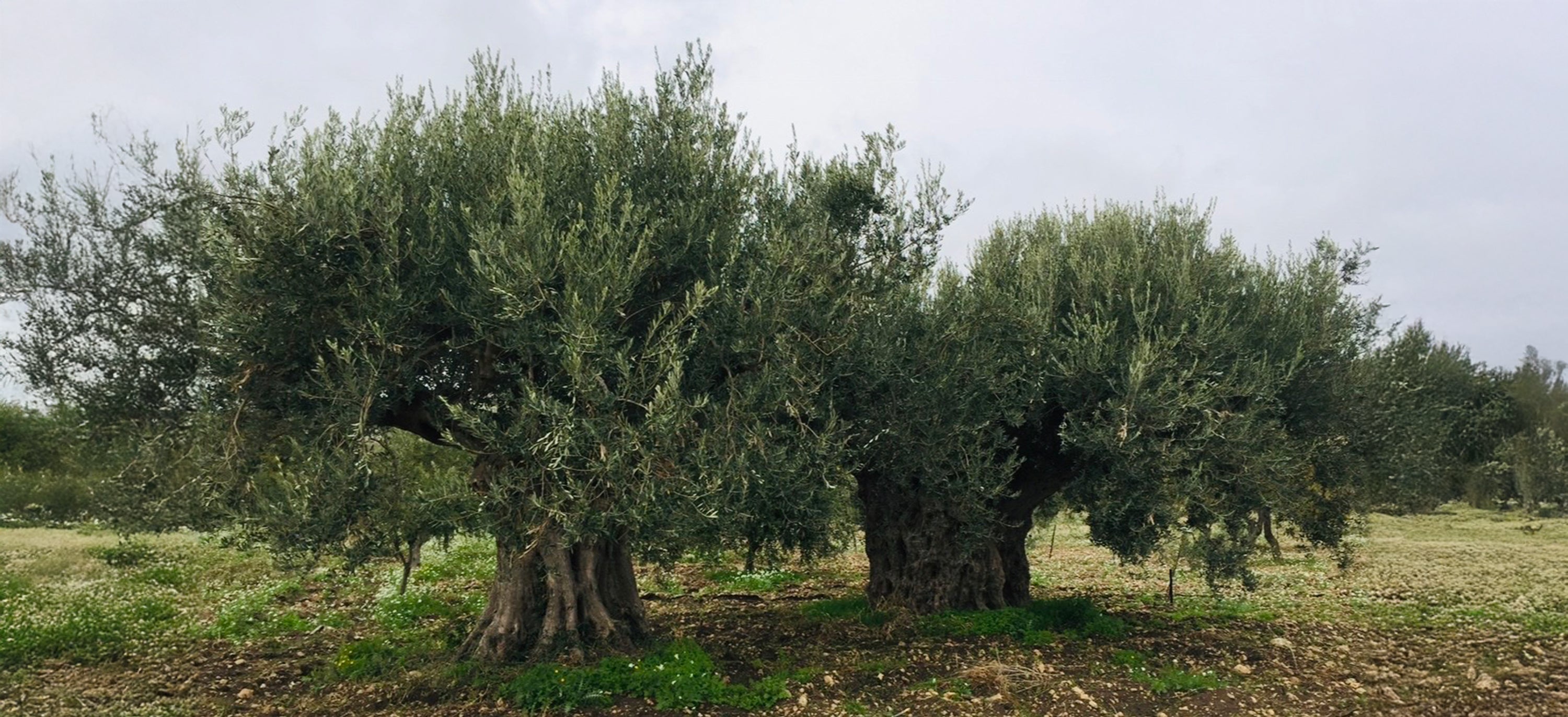 Ancient Italian olive trees growing in a traditional olive grove, showcasing thick trunks, lush green foliage, and the heritage of Italian extra virgin olive oil.