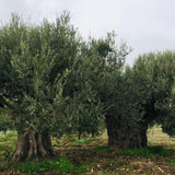 Ancient Italian olive trees growing in a traditional olive grove, showcasing thick trunks, lush green foliage, and the heritage of Italian extra virgin olive oil.