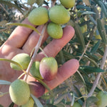 Green and purple olives beginning invaiatura in a Milan Truffle family grove in Sicily, September 2026