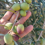 Green and purple olives beginning invaiatura in a Milan Truffle family grove in Sicily, September 2026
