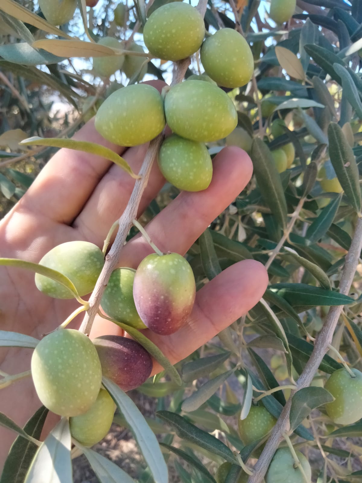 Green and purple olives beginning invaiatura in a Milan Truffle family grove in Sicily, September 2026