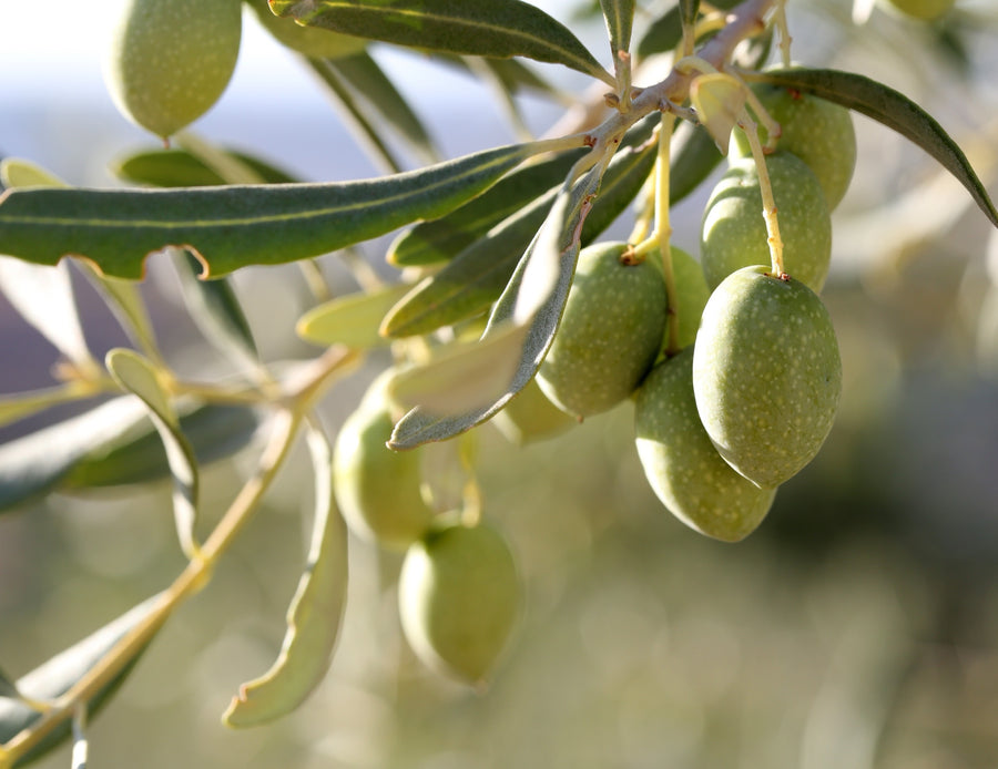 Close-up of green olives on an olive branch with silvery-green leaves, photographed outdoors with a soft blurred background.