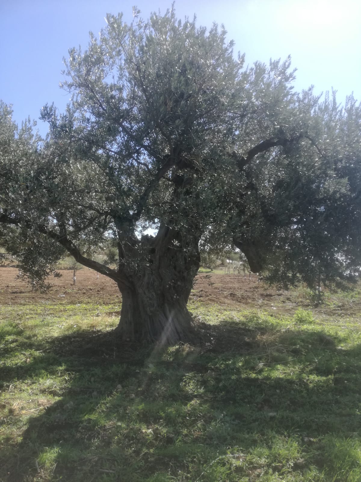 A centuries-old olive tree trunk on the Lumia family farm in Palma di Montechiaro, Sicily, where the Lumia family has cultivated olives since 1637