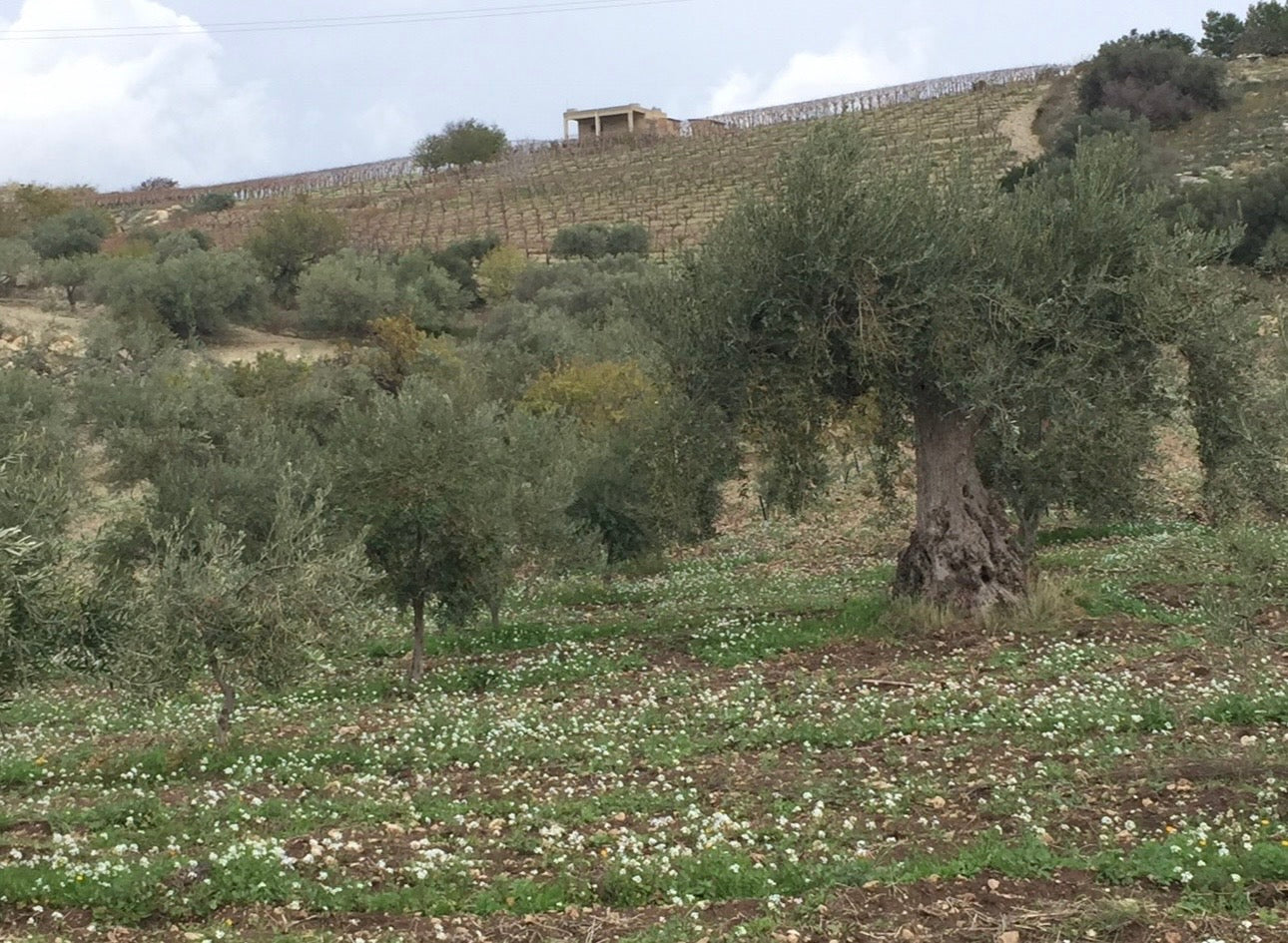 Cover crops and ancient olive trees on the hillside of the Lumia family farm in Palma di Montechiaro, Sicily — traditional land cultivation preserved across generations