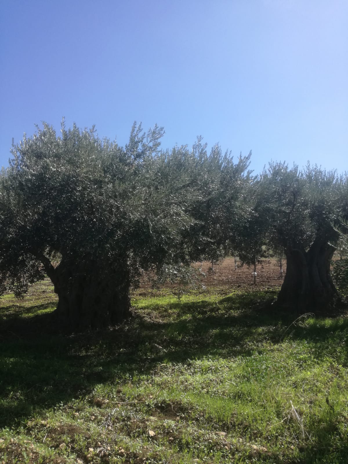 Two centuries-old olive trees on the Lumia family farm in Palma di Montechiaro, Sicily, under a clear Mediterranean sky — the heart of Milan Truffle's three-century heritage