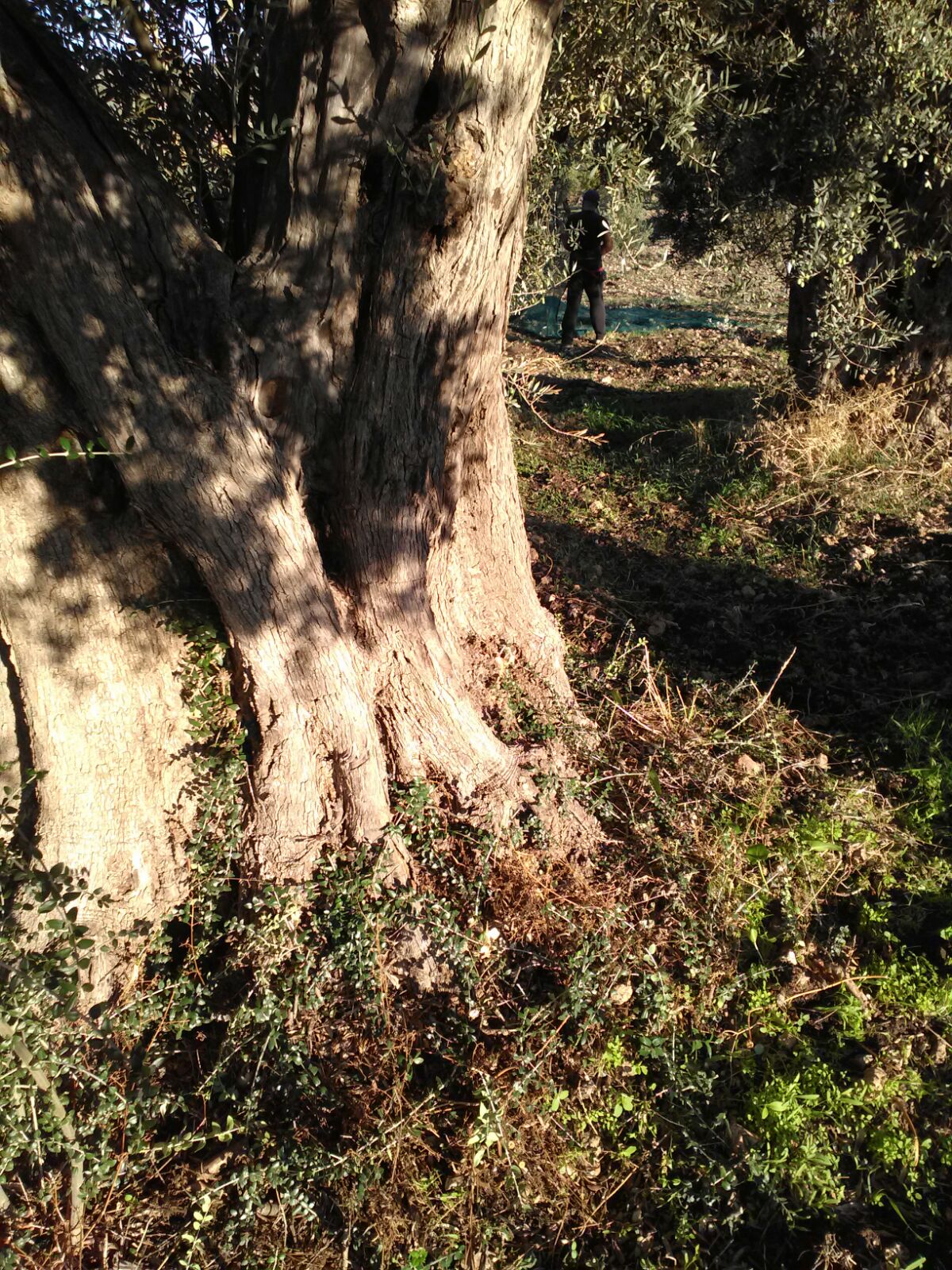 Hand harvesting olives beneath a centuries-old olive tree on the Lumia family farm in Palma di Montechiaro, Sicily, using traditional nets laid at the base of the tree